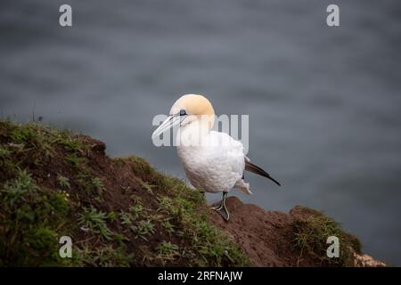 Adulte célibataire Norther Gannet Morus bassanus perché sur le côté des falaises abruptes de Bempton dans le Yorkshire de l'est, Royaume-Uni Banque D'Images