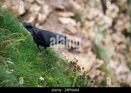 Un Jackdaw eurasien Corvus monedula qui recherche de la nourriture parmi la flore sur les pentes abruptes des falaises de Bempton dans l'East Yorkshire surplombant la mer Banque D'Images