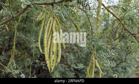 Un paquet de gousses de haricots mesquite comestibles vertes et non mûres provenant d'un arbre Honey Mesquite dans le désert de Mojave en Californie du Sud, aux États-Unis. Banque D'Images