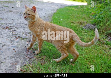 Effrayé Feral tomcat traverse une route de campagne Banque D'Images