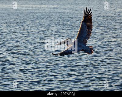 Un grand pélican volant au-dessus de l'eau libre. Banque D'Images