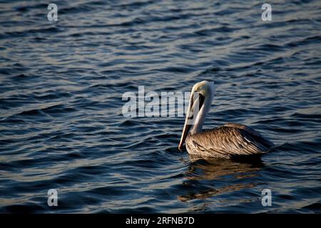 Un grand pélican flottant dans l'eau libre. Banque D'Images