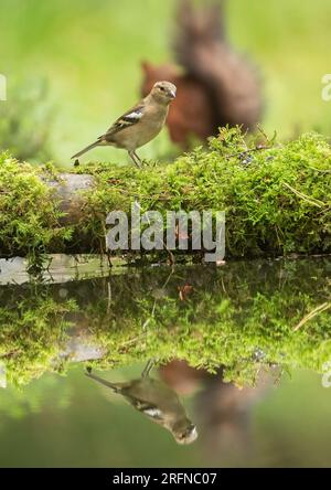 Al femelle Chaffinch (Fringilla coelebs) perchée sur une bûche moussue voulant boire un verre d'un ruisseau. Un écureuil rouge en arrière-plan. Yorkshire, Royaume-Uni Banque D'Images