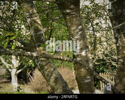 Saint Austell, Cornouailles, Royaume-Uni, 25 mars 2022 - un Robin (erithacus rubecula) de profil sur un arbre des jardins Pinetum. Banque D'Images