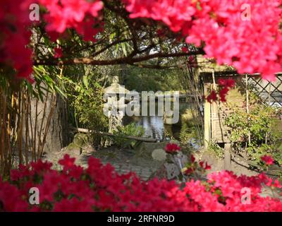 Saint Austell, Cornouailles, Royaume-Uni, 25 mars 2022 - le jardin japonais de Pinetum Gardens, encadré par des azalées roses chaudes Banque D'Images