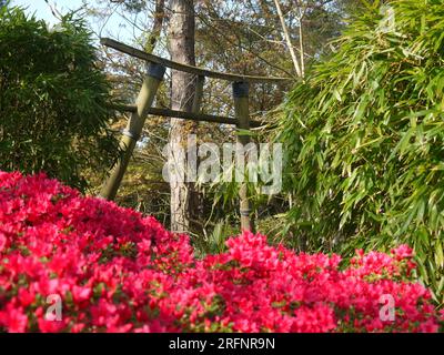 Saint Austell, Cornouailles, Royaume-Uni, 25 mars 2022 - entrée au jardin japonais à Pinetum Gardens, derrière une banque d'azalées roses chaudes Banque D'Images