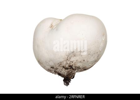 Champignon de boule de neige géant fraîchement cueilli isolé sur fond blanc Banque D'Images