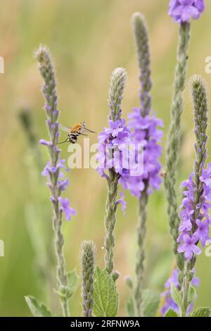 Les abeilles volent près de la verveine rauque, Verbena stricta, fleurs sauvages fleurissant dans une prairie de l'Iowa un jour d'été. Banque D'Images