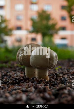 Gros plan de champignons poussant devant le bâtiment Banque D'Images