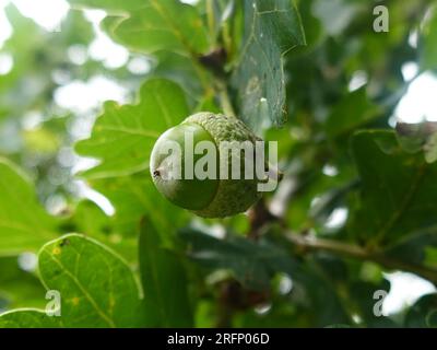 Vert simple, gland non mûr sur la branche d'arbre Banque D'Images