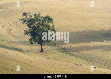 Un eucalyptus solitaire debout dans un paddock sec sur une colline ensoleillée avec quelques moutons paissant Banque D'Images