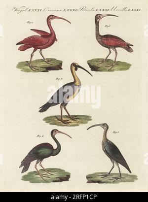 Scarlet ibis, Eudocimus ruber 1,2, ibis face noire, Theristicus melanopis 3, Cayenne ibis ou ibis vert, Mesembrinibis cayennensis 4, et ibis brillant, Plegadis falcinellus 5. Gravure sur cuivre colorée à la main de Carl Bertuch's Bilderbuch fur Kinder (Livre d'images pour enfants), Weimar, 1810. Une encyclopédie pour enfants en 12 volumes illustrée de près de 1 200 planches gravées sur l'histoire naturelle, la science, le costume, la mythologie, etc., publié de 1790 à 1830. Banque D'Images