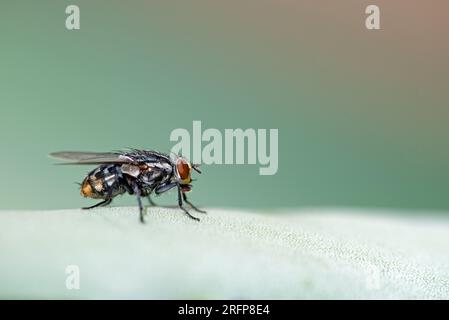 Volez sur agave Banque D'Images