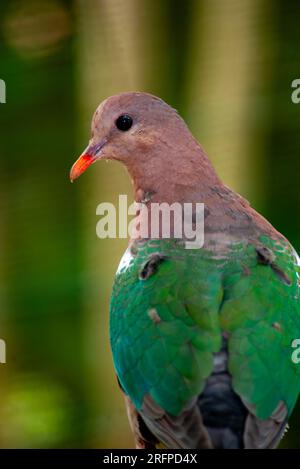 Pacific Emerald Dove, Chalcophaps indica, Malanda, Australie. Banque D'Images