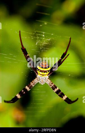 Saint Andrew's Cross Spider, Argiope keyserlingi, ou Northern Saint Andrew's Cross Spider Argiope aethea, Malanda, Australie. Banque D'Images