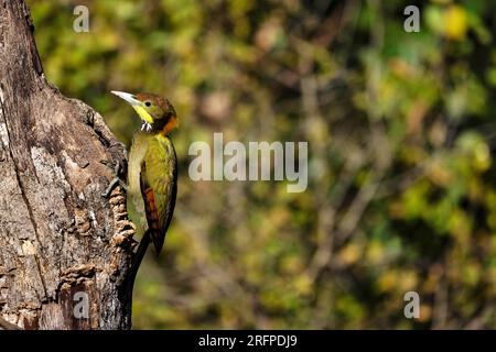 Grand pic à nuque jaune, Picus flavinucha, Uttarakhand, Inde Banque D'Images