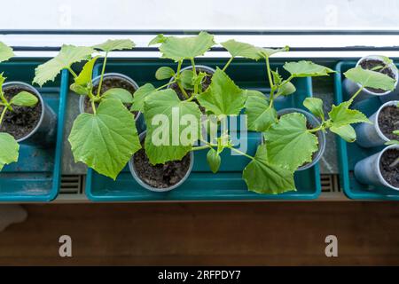 Jeunes plants de concombre en pots sur le rebord de la fenêtre Banque D'Images