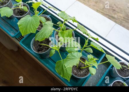 Jeunes plants de concombre en pots sur le rebord de la fenêtre Banque D'Images