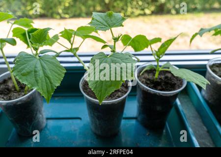 Jeunes plants de concombre en pots sur le rebord de la fenêtre Banque D'Images