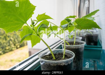 Jeunes plants de concombre en pots sur le rebord de la fenêtre Banque D'Images
