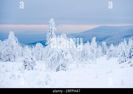 Paysage d'hiver avec des arbres, le gel de hoar et la neige sur un jour couvert dans les montagnes de minerai. Banque D'Images