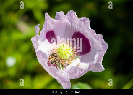 Abeille carniole (Apis mellifera carnica) récoltant du nectar sur une fleur de pavot oriental (Papaver orientale). Banque D'Images