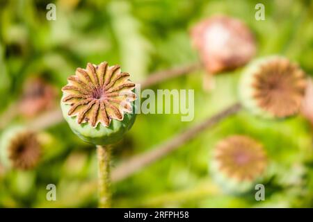 Capsule d'une fleur fanée du coquelicot oriental (Papaver orientale). Banque D'Images