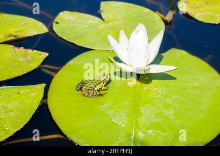 Grenouille comestible (Pelophylax esculentus) assise sur la feuille d'un nénuphaea alba (Nymphaea alba). Banque D'Images