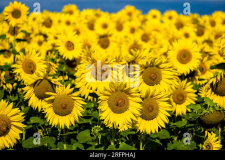 Fleurs de tournesols communs (Helianthus annuus) dans tout un champ de tournesol. Banque D'Images