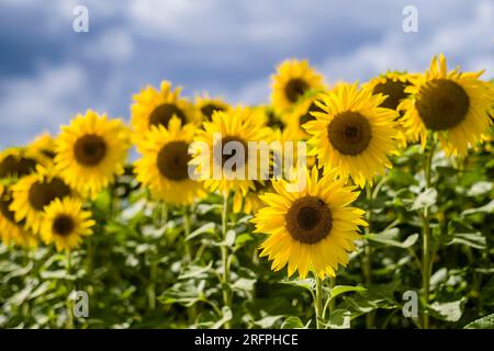 Fleurs de tournesols communs (Helianthus annuus) dans tout un champ de tournesol. Banque D'Images