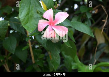 Fleur rose clair d'hibiscus chinois (Hibiscus rosa sinensis) à feuillage vert : (pix Sanjiv Shukla) Banque D'Images