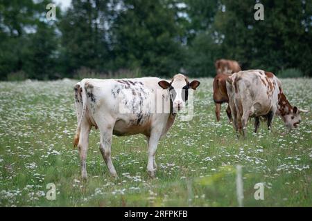 Les vaches paissent sur l'herbe verte à côté de la forêt. Une vache blanche avec des taches noires a tourné la tête et regarde directement dans la caméra. Banque D'Images
