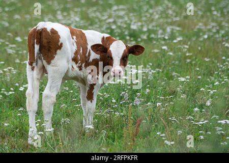 blanc avec vache tachetée brune bébé veau broute dans une prairie verte avec des fleurs blanches et regarde directement dans la caméra. Banque D'Images