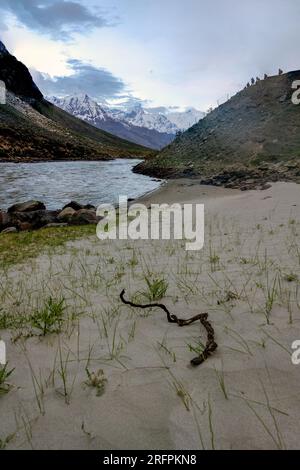 Colline de tigre près de Kargil. Jammu-et-Cachemire, Inde, Asie Banque D'Images