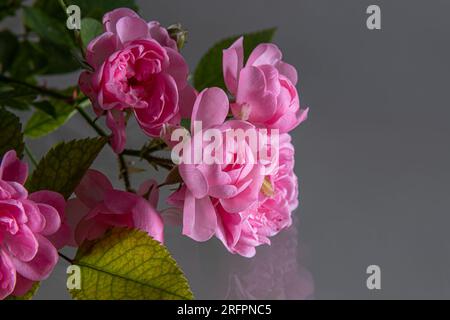 Arrangement de fleurs de roses roses et pétales sur un fond blanc.concept de vacances. Banque D'Images