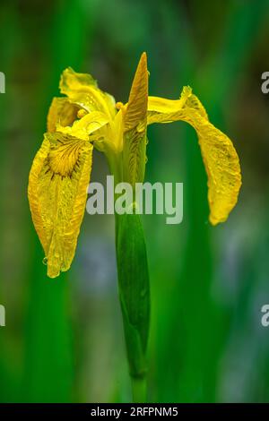 Floraison d'Iris pseudacorus au bord de l'étang par jour pluvieux Banque D'Images