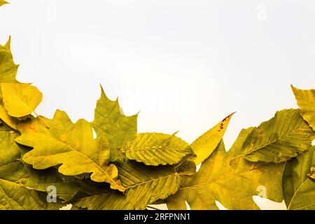 cadre de bordure de feuilles d'automne colorées isolées sur blanc. Banque D'Images