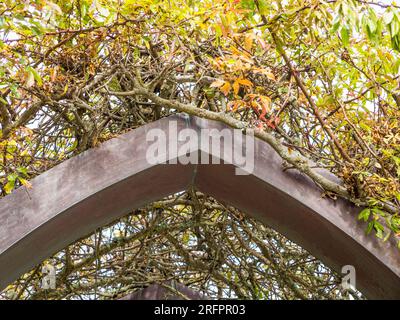 Archway, Tresco Abbey Gardens, Tresco, Isles of Scilly, Cornouailles, Angleterre, Royaume-Uni, GB. Banque D'Images