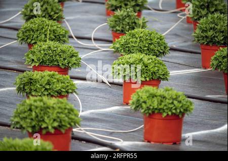 Rangées organisées de mamans pérennes en pot sur une pépinière de ferme avec couverture de sol de lutte contre les mauvaises herbes et lignes d'irrigation, focalisation sélective avec espace de copie. Plantes Banque D'Images