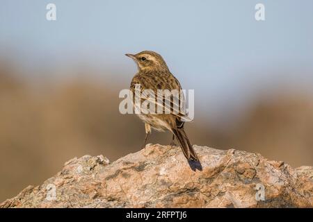 pipit de Nouvelle-Zélande - Anthus novaeseelandiae repose sur les rochers en fin d'après-midi, balayant la région à la recherche de nourriture près de Palliser, en Nouvelle-Zélande. Banque D'Images