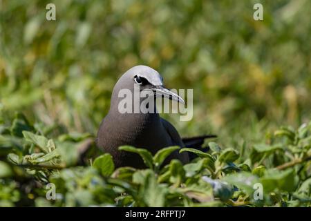 A Brown Noddy - Anous stolidus portrait comme il se trouve dans la végétation, Australie. Banque D'Images