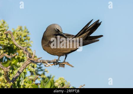 A Brown Noddy - Anous stolidu équilibre précaire sur une petite branche tout en se prêtant à lui-même.Australie Banque D'Images