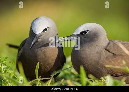 Des teintes vertes chaudes remplissent l'arrière-plan d'une paire de noddies communs (Anous stolidus), baignés dans la lumière du soleil pendant la saison d'accouplement.Australie Banque D'Images