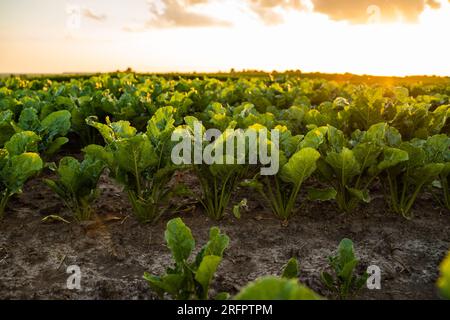 Rangées de betteraves sucrières sur un champ agricole. Betteraves. Feuilles de betterave sur plantation. Récolte de betteraves sucrières. Agriculture. Banque D'Images