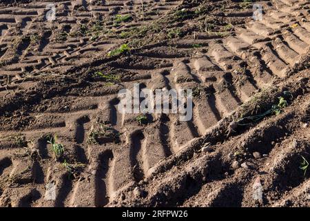 Traces d'un tracteur ou d'autres grosses machines sur le sol dans le champ, un grand nombre de traces de véhicules lourds sur la route Banque D'Images