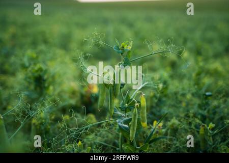 Les gousses de pois verts poussent sur les champs agricoles. Fond de jardinage avec des plantes vertes. Mise au point sélective. Gros plan. Banque D'Images