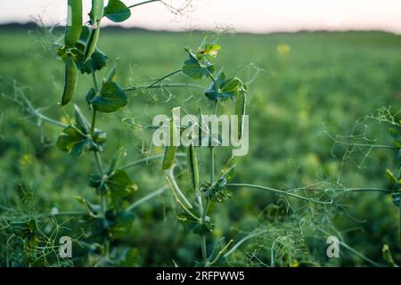 Gros plan des gousses de pois matures prêtes à être récoltées. Les gousses de pois verts poussent sur les champs agricoles. Mise au point sélective. Banque D'Images