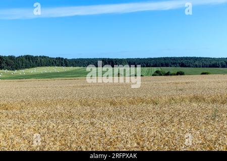 Champs de blé mûr, champ où le blé est cultivé en été Banque D'Images