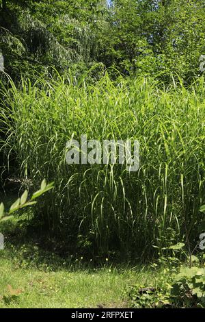 Miscanthus sinensis petite herbe verte zébrée Banque D'Images