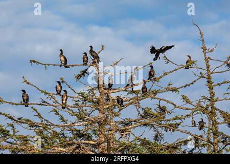 Colonie de cormorans, arbre, Gelting Birk, Schleswig-Holstein, Allemagne Banque D'Images